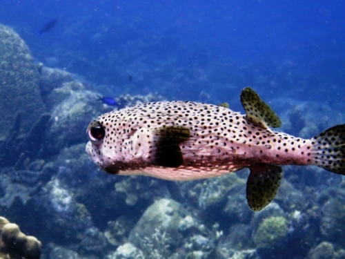 082 20170418 bonaire angelcity