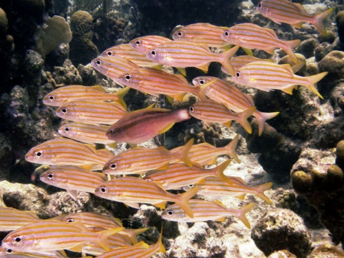 084 20170418 bonaire angelcity