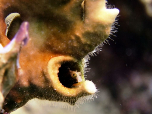 089 20170418 bonaire angelcity