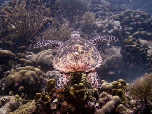 093 20170418 bonaire angelcity