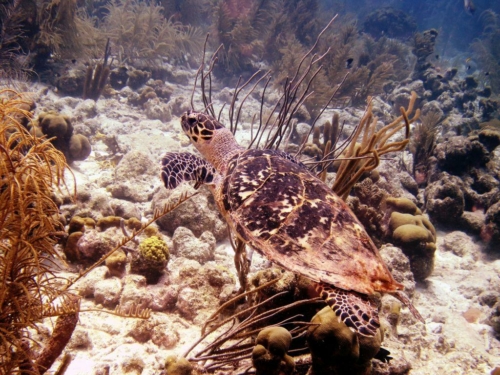 094 20170418 bonaire angelcity