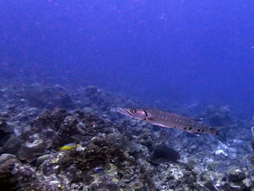 133 20170420 bonaire aliceinwland