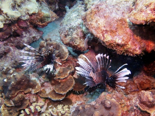 138 20170420 bonaire aliceinwland