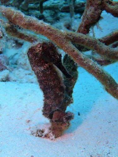 002 20181102 buddyhousereef bonaire