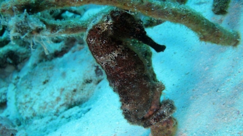 003 20181102 buddyhousereef bonaire