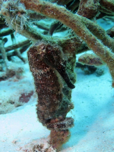 004 20181102 buddyhousereef bonaire