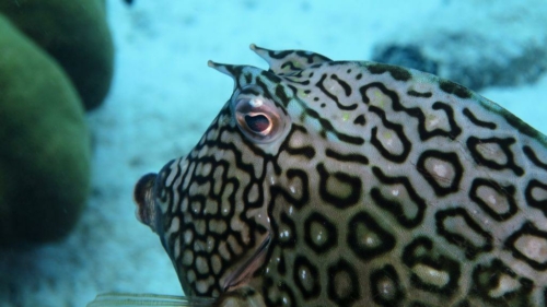 010 20181102 buddyhousereef bonaire