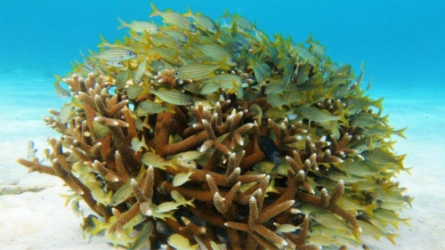 083 20181104 1000steps bonaire