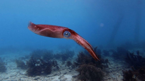 104 20181105 saltpier bonaire