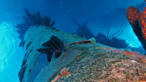 111 20181105 saltpier bonaire