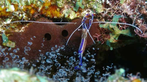118 20181105 saltpier bonaire