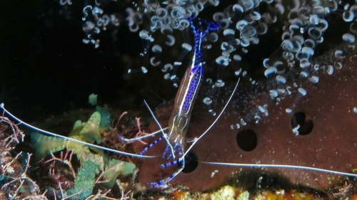119 20181105 saltpier bonaire