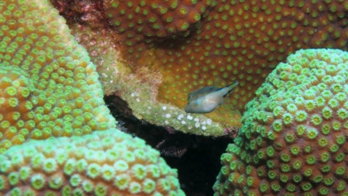 193 20181107 bonbininakas bonaire