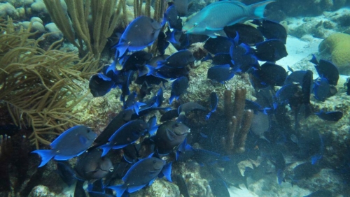 196 20181107 bonbininakas bonaire