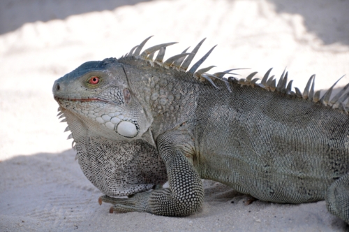 015 20200921 Buddy Bonaire