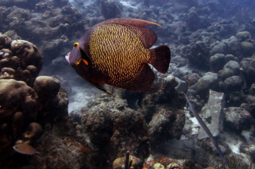 041 20200922 SaltPier Bonaire