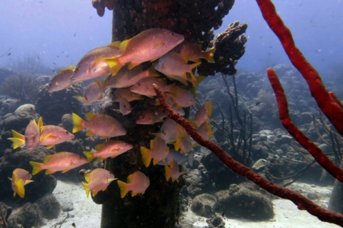 067 20200922 SaltPier Bonaire