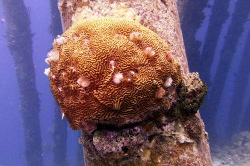 070 20200922 SaltPier Bonaire