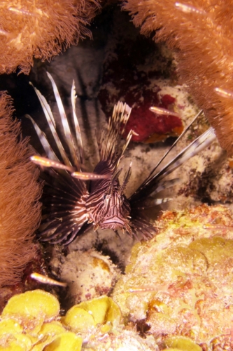 105 20200923 WebersJoy Bonaire