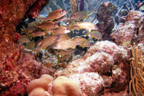 115 20200923 WebersJoy Bonaire