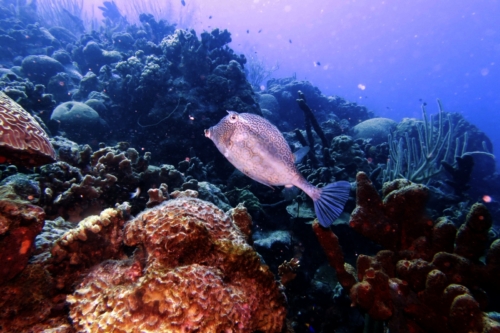 159 20200924 Invisables Bonaire