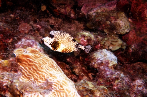 186 20200924 Nukove Bonaire