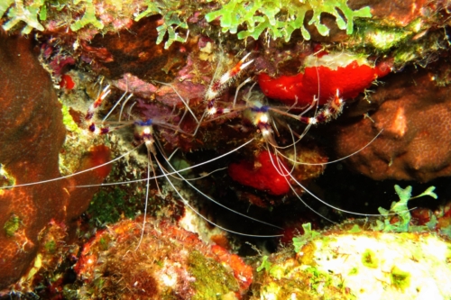 187 20200924 Nukove Bonaire