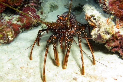 194 20200924 Nukove Bonaire