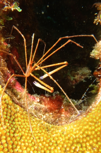 203 20200924 Nukove Bonaire