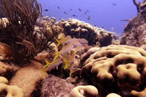 213 20200924 Nukove Bonaire