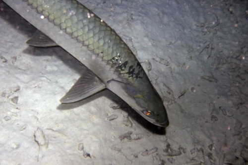 231 20200924 Buddy Bonaire