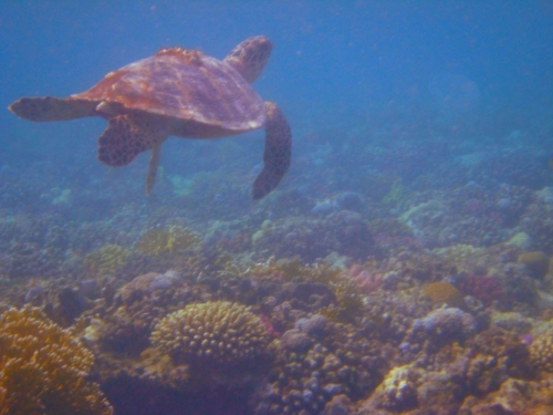 021 brayka bay north