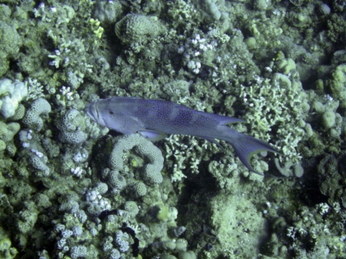 129 brayka bay north