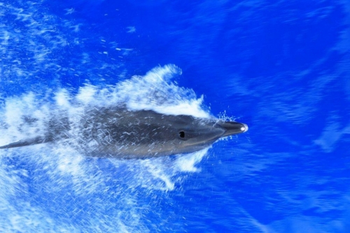 2013 Egypt lob Deep South