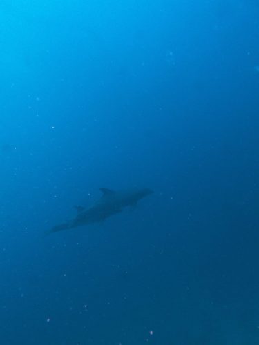 169 Lob Superior Dive9 20251021