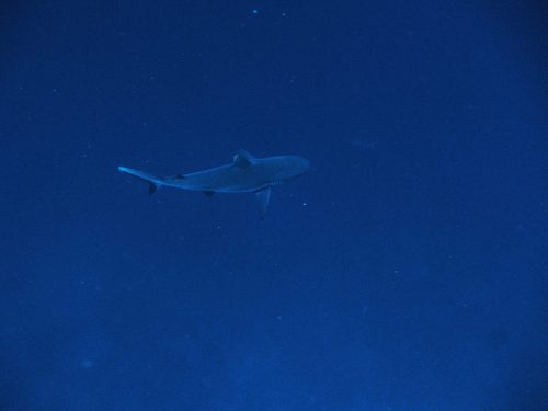 221 Lob Superior Dive11 20251022