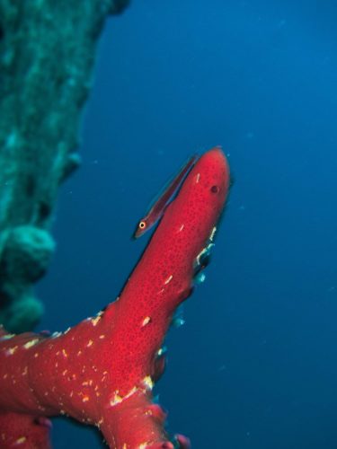 367 Lob Superior Dive18 20251024