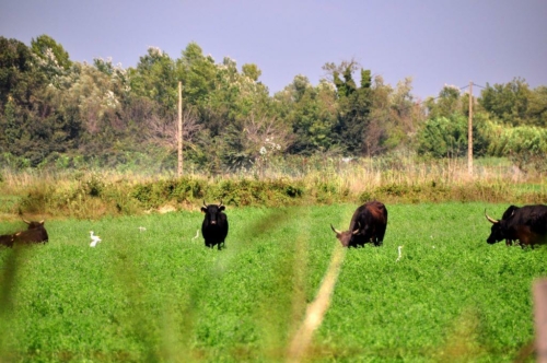 07 camargue 2009