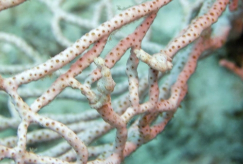 0055 20180306 westpapua gamisland