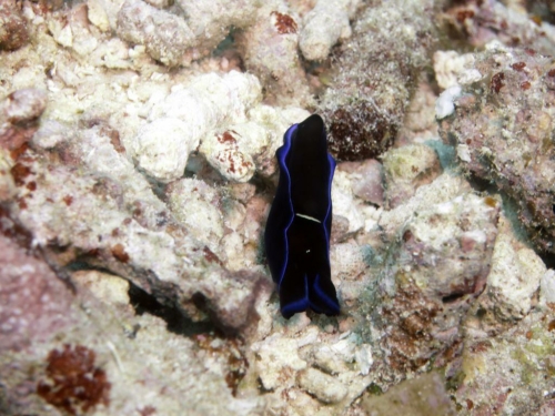 0109 20180307 westpapua gamisland