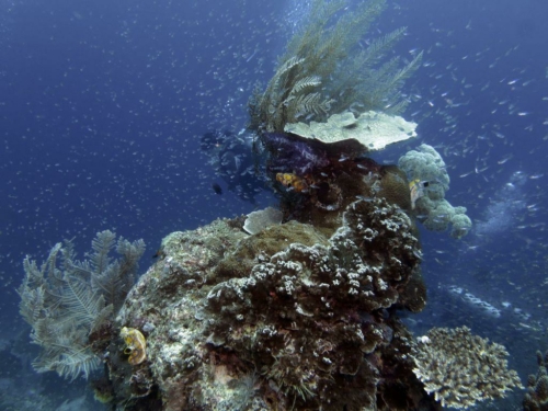 0136 20180307 westpapua gamisland