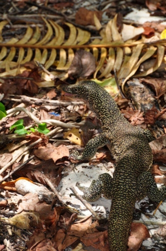 0268 20180308 westpapua gamisland