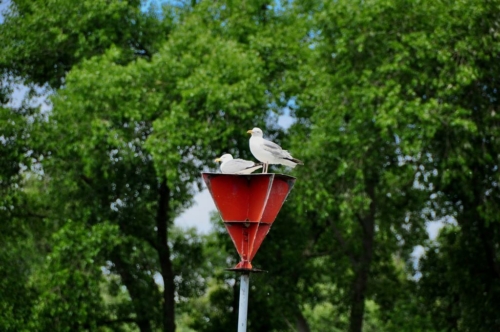 002 NL Biesbosch 20200608