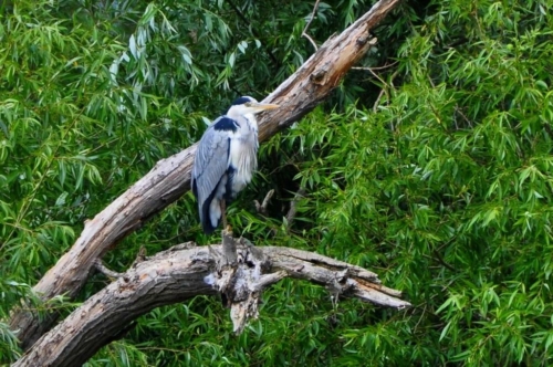 004 NL Biesbosch 20200608