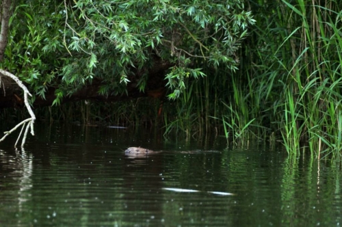 037 NL Biesbosch 20200608