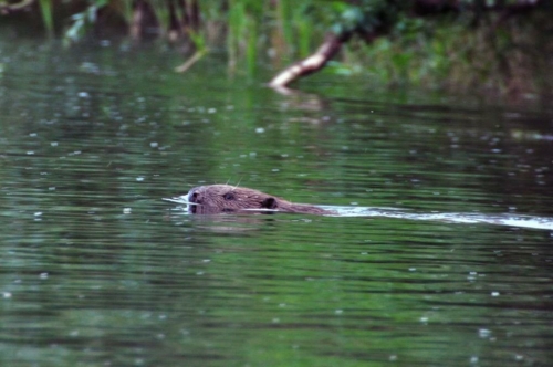 040 NL Biesbosch 20200608