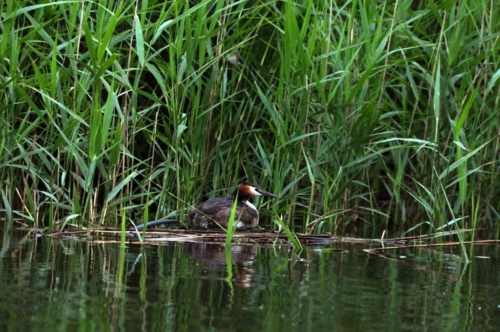 048 NL Biesbosch 20200608
