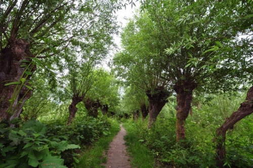 072 NL Biesbosch 20200609