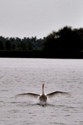 083 NL Biesbosch 20200609
