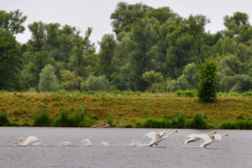 103 NL Biesbosch 20200609